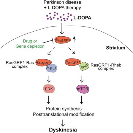 mechanism of the effect of L-DOPA