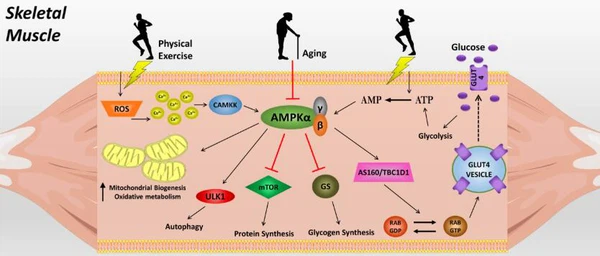 Enhancing glucose uptake by muscles Enhancing glucose uptake by muscles
