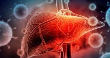 Hepatoprotective Effects Hepatoprotective Effects